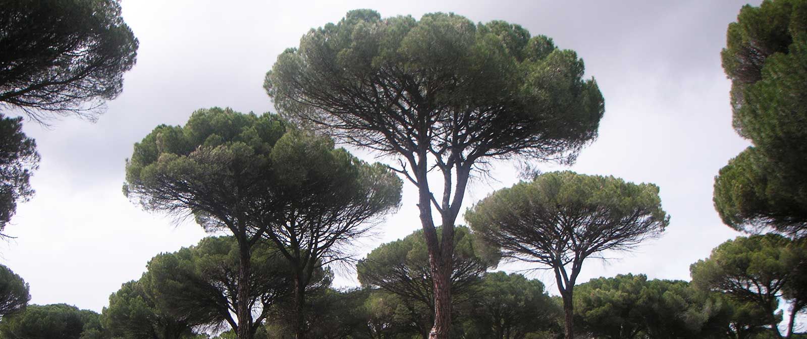 Elaboración, envasado y venta al por mayor de todo tipo de piñones