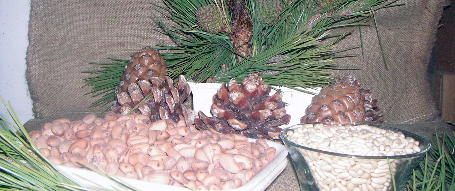 Elaboración, envasado y venta al por mayor de todo tipo de piñones