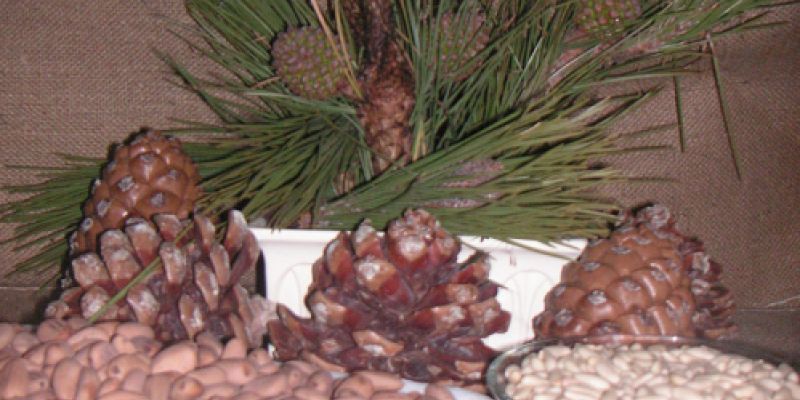 Instalaciones de Piñones Muñoz Lozano